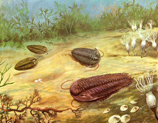Trilobite Image