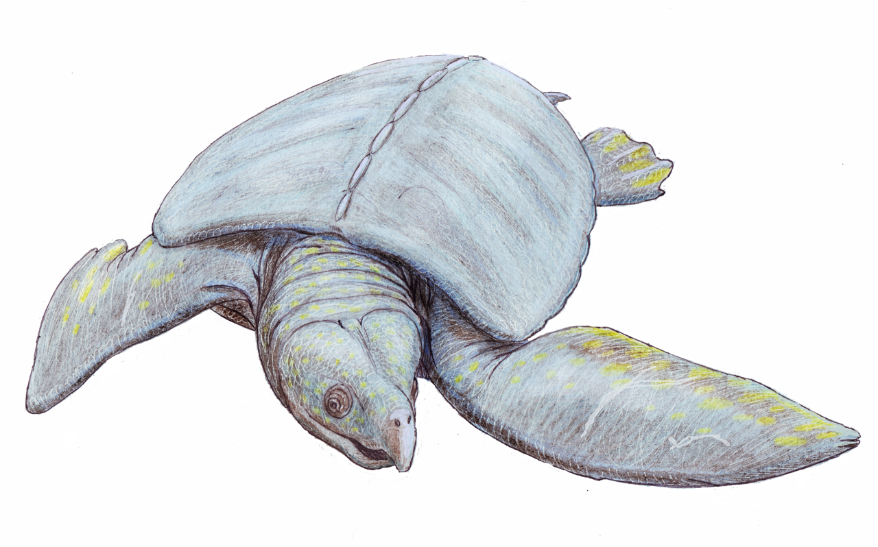 Archelon Image